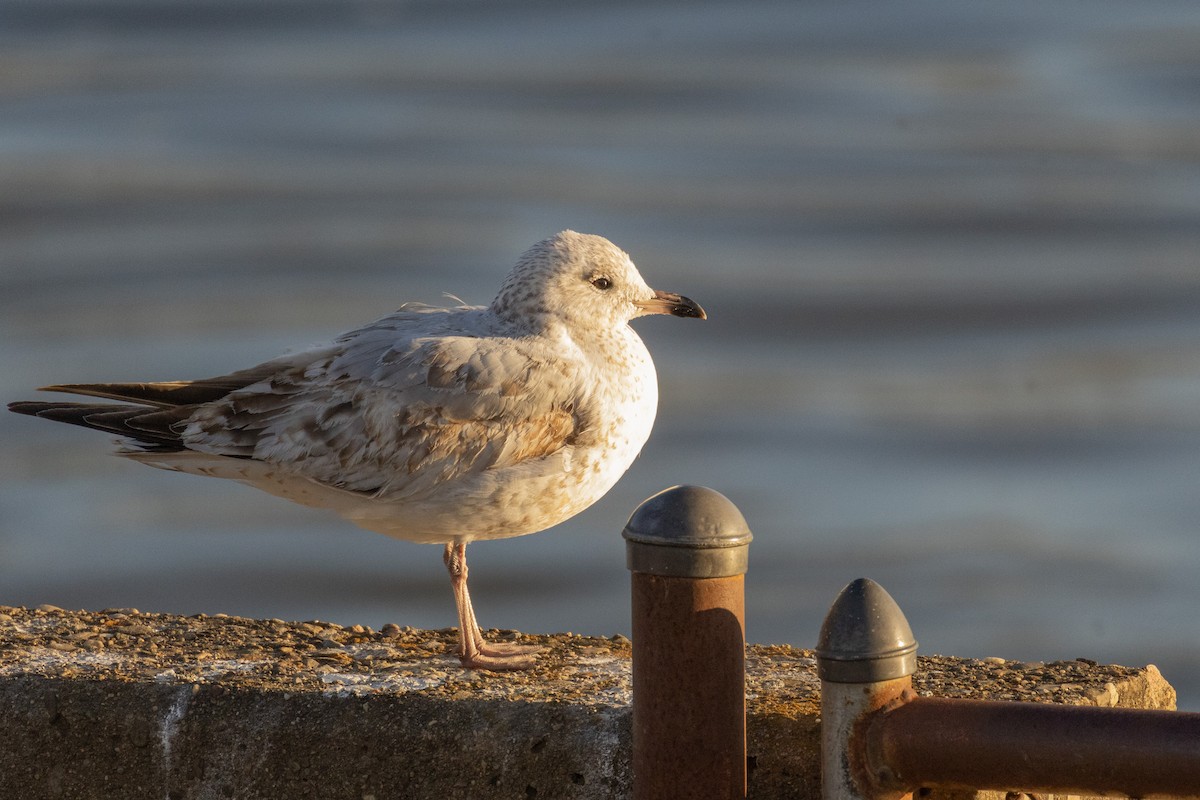 Ring-billed Gull - ML530937951