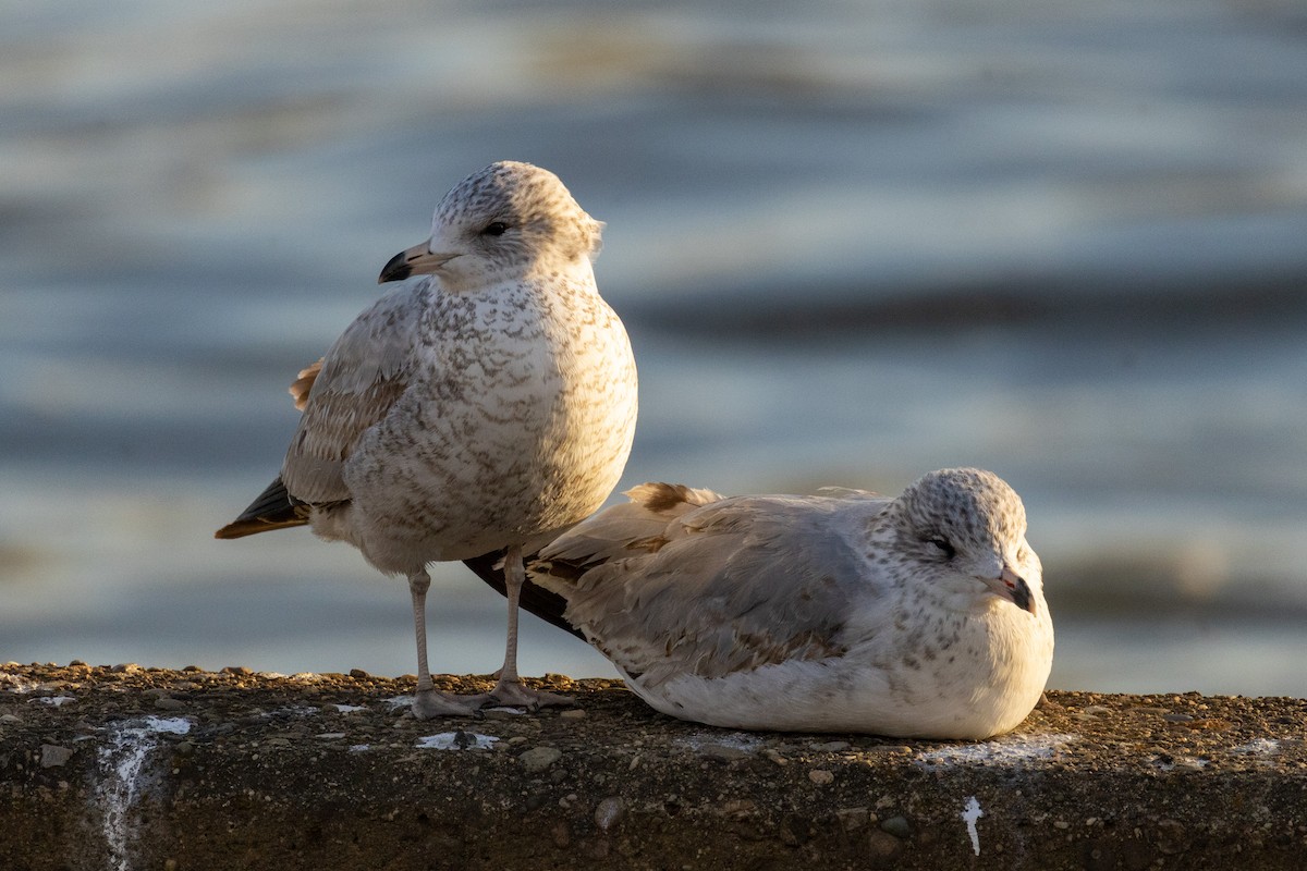 Ring-billed Gull - ML530937961