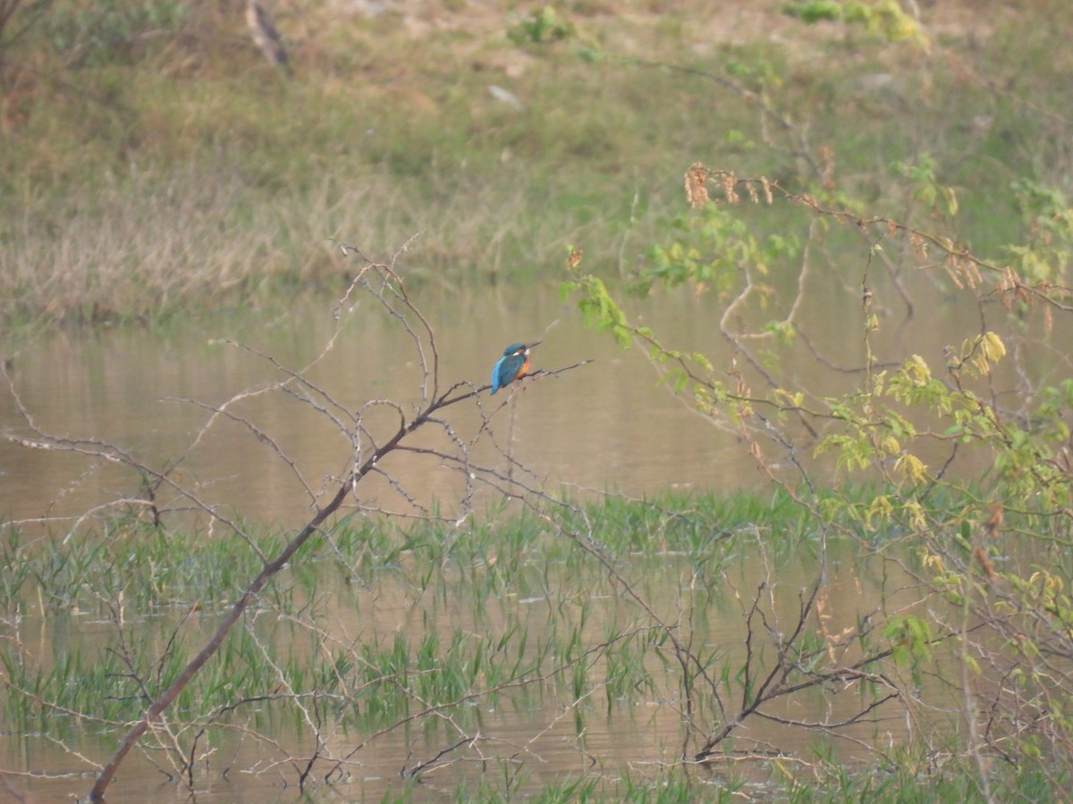 Common Kingfisher - Kalyani Kapdi