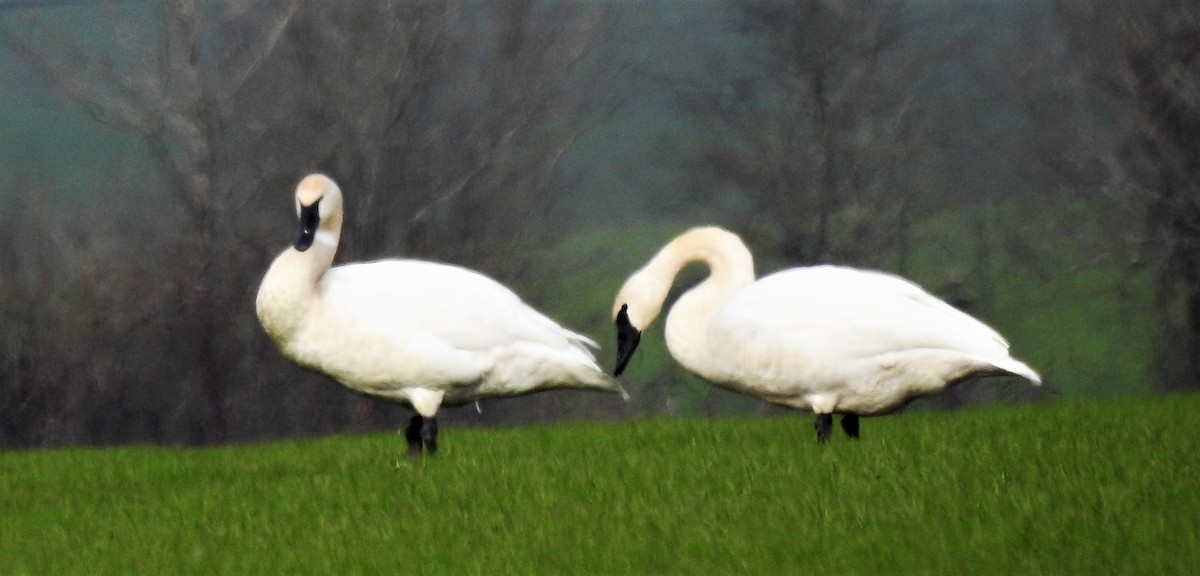 Trumpeter Swan - ML530939551