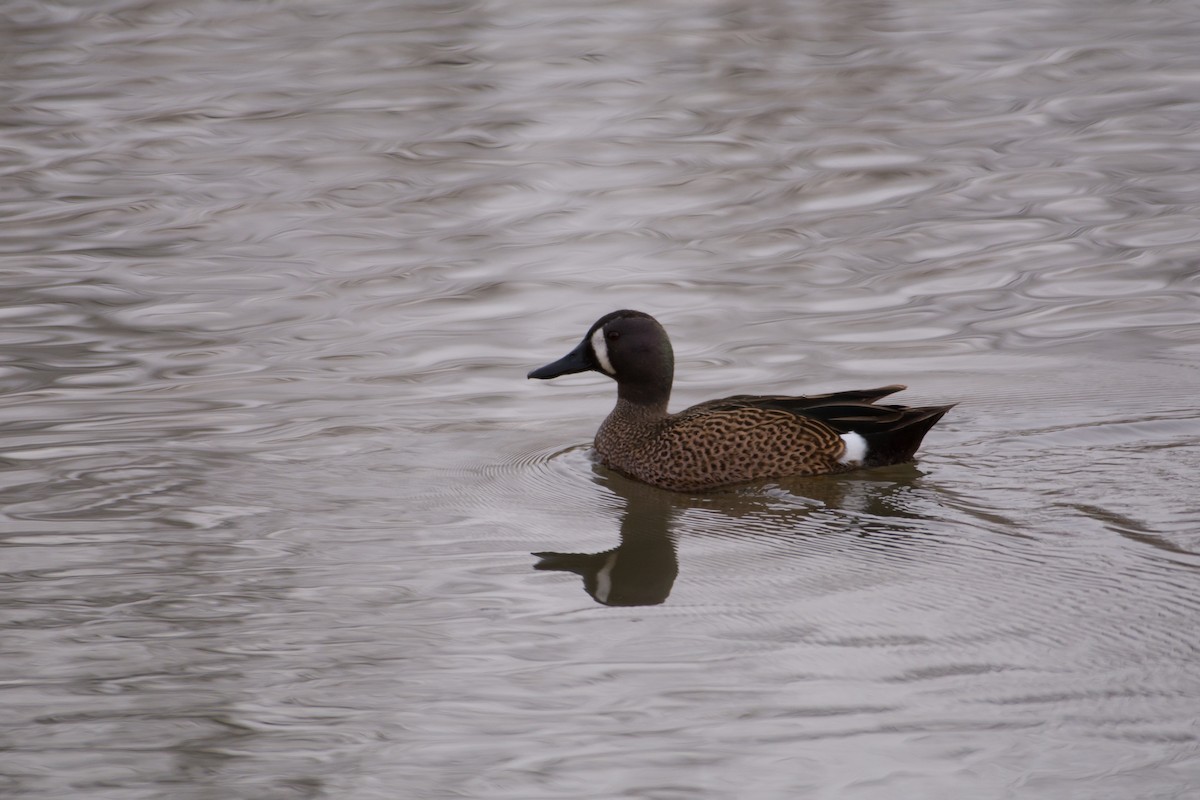 Blue-winged Teal - ML53093971