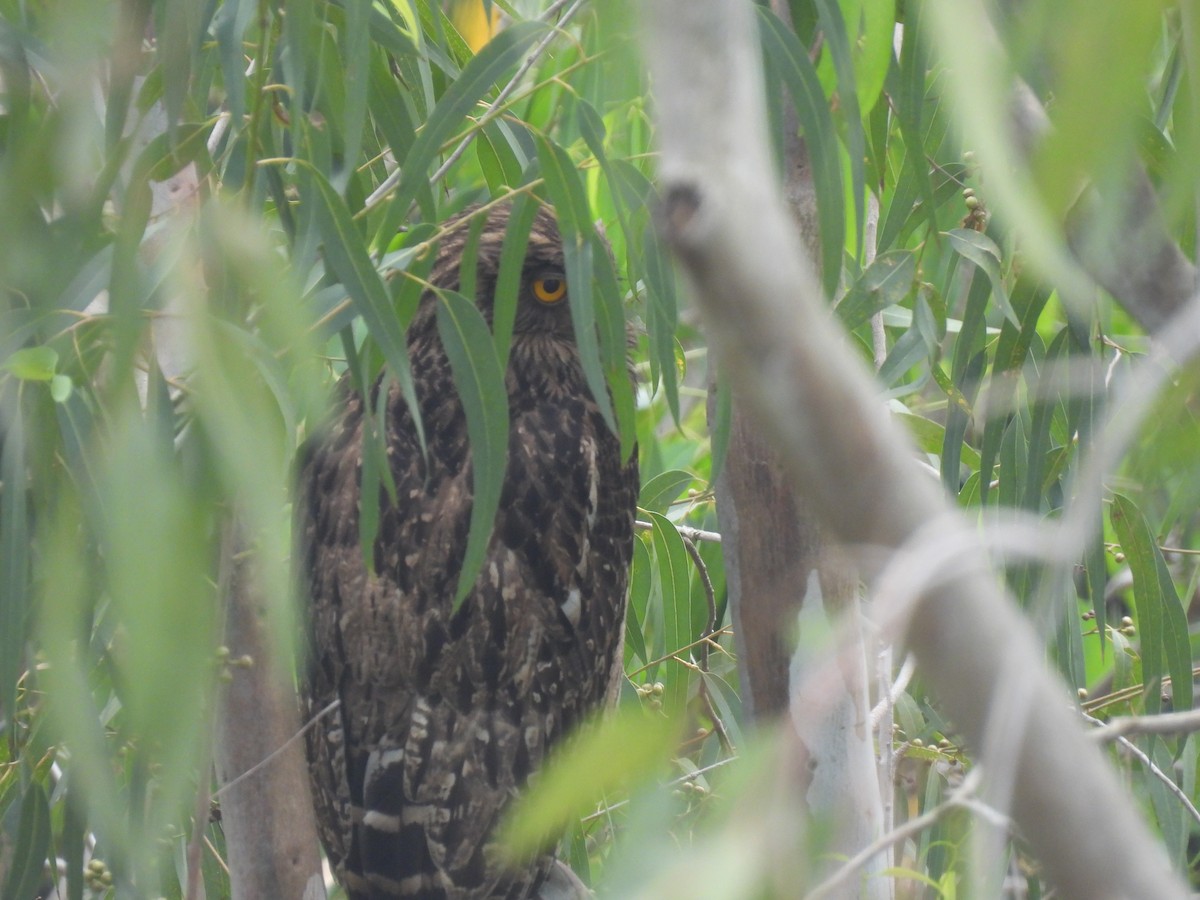 Brown Fish-Owl - ML530941531