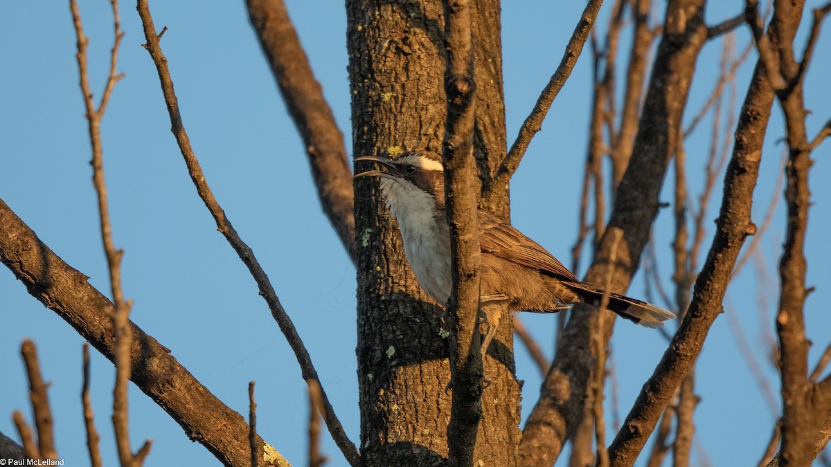 White-browed Babbler - ML530942191