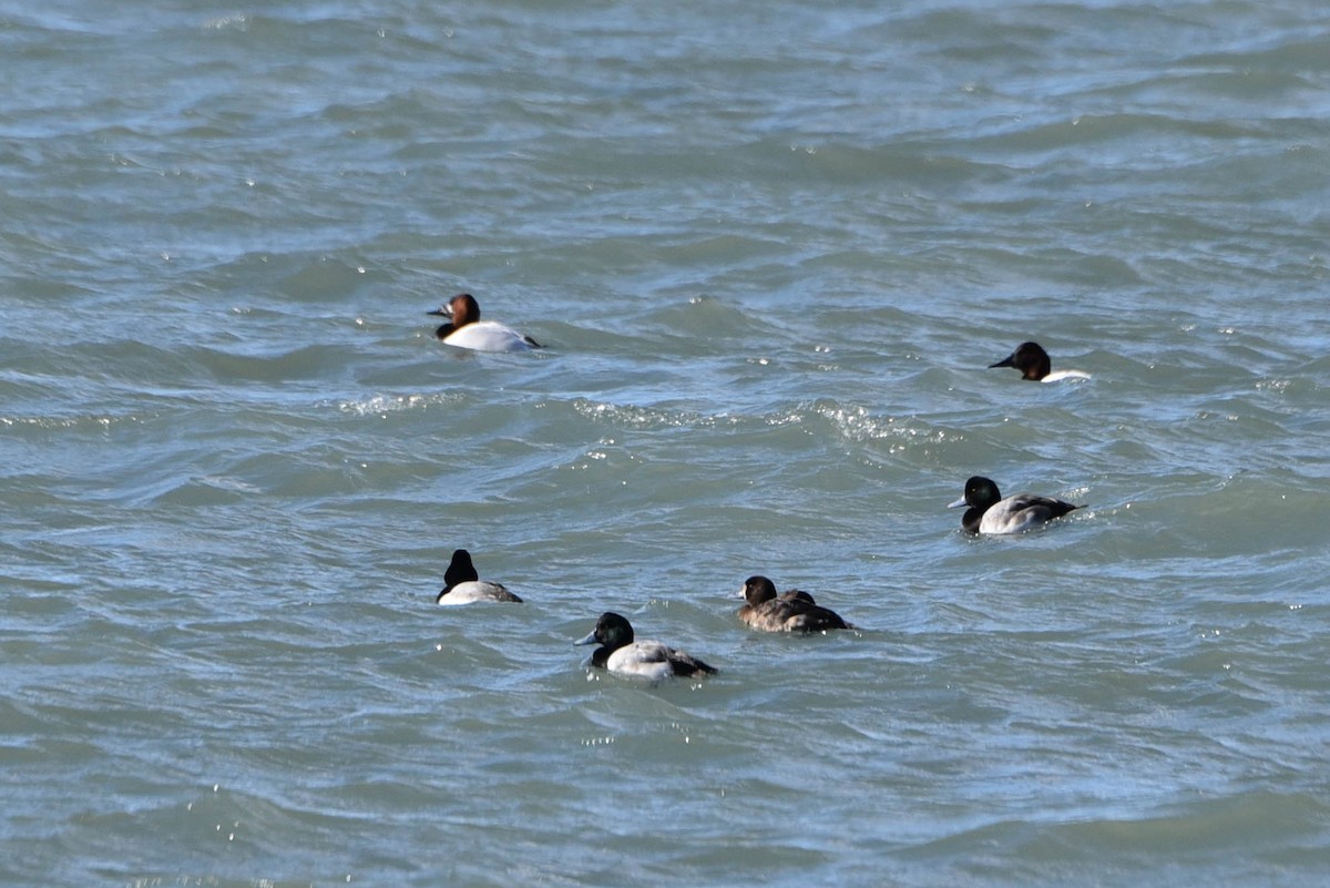 Greater Scaup - ML530942221