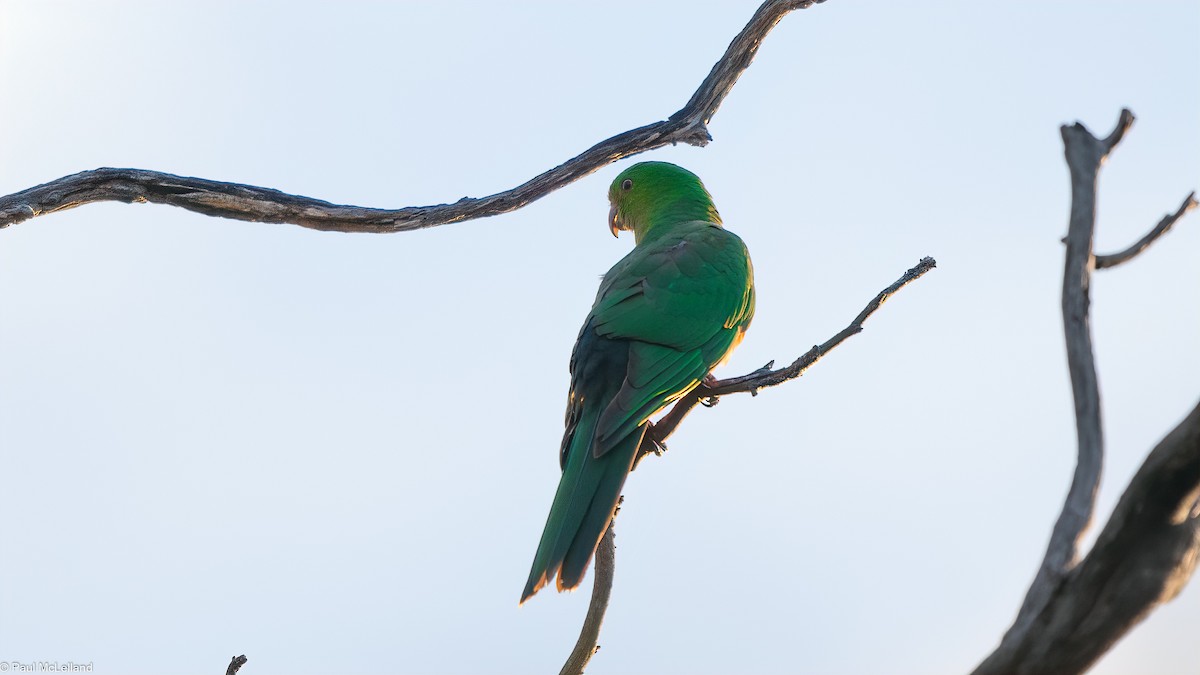 Australian King-Parrot - paul mclelland