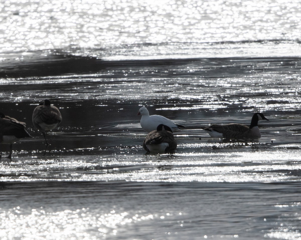 Ross's Goose - ML530943741