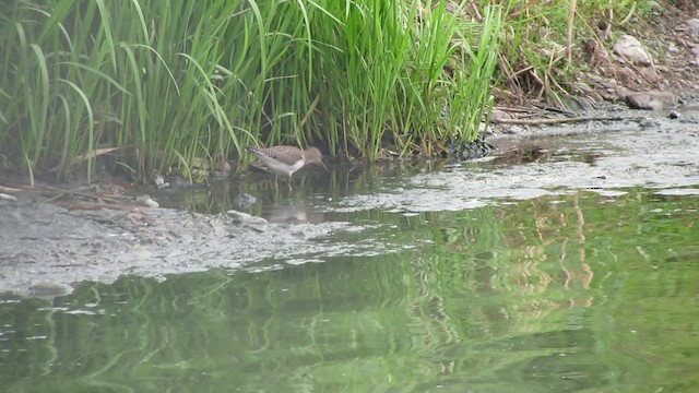 Solitary Sandpiper - ML530945061