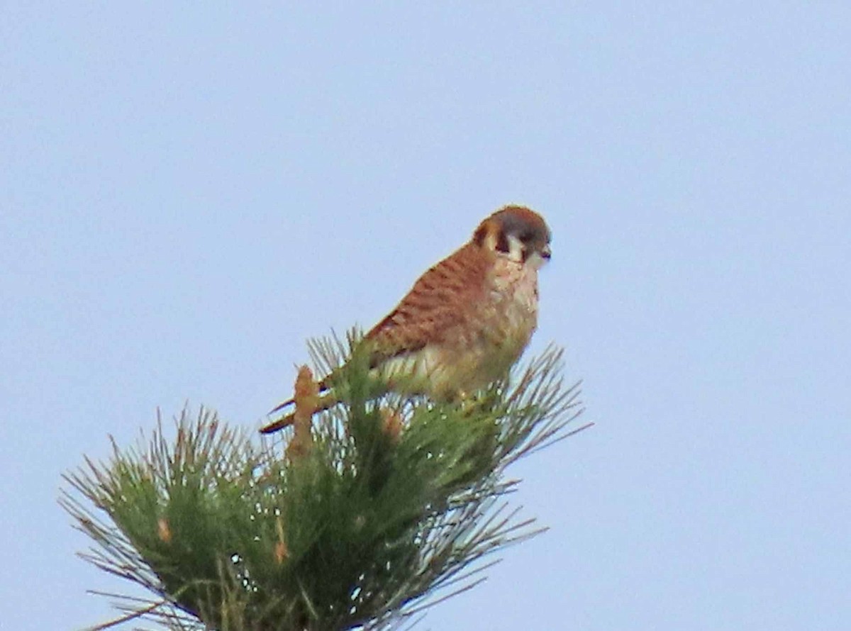 American Kestrel - ML530945301