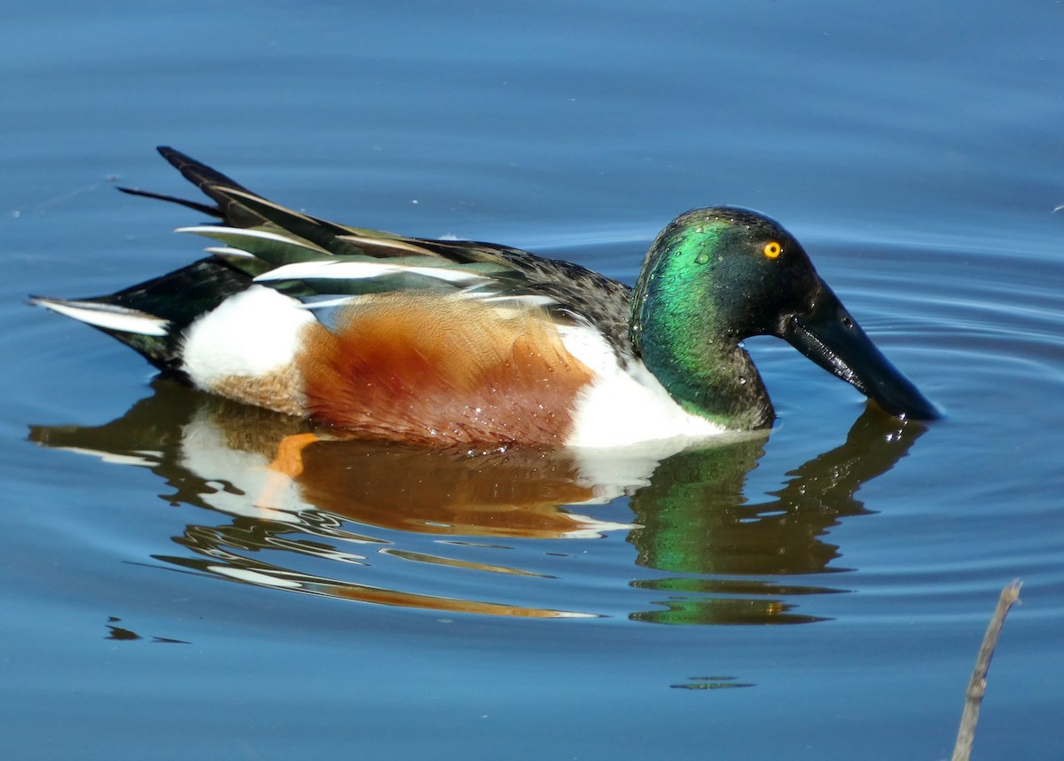 Northern Shoveler - ML530946901