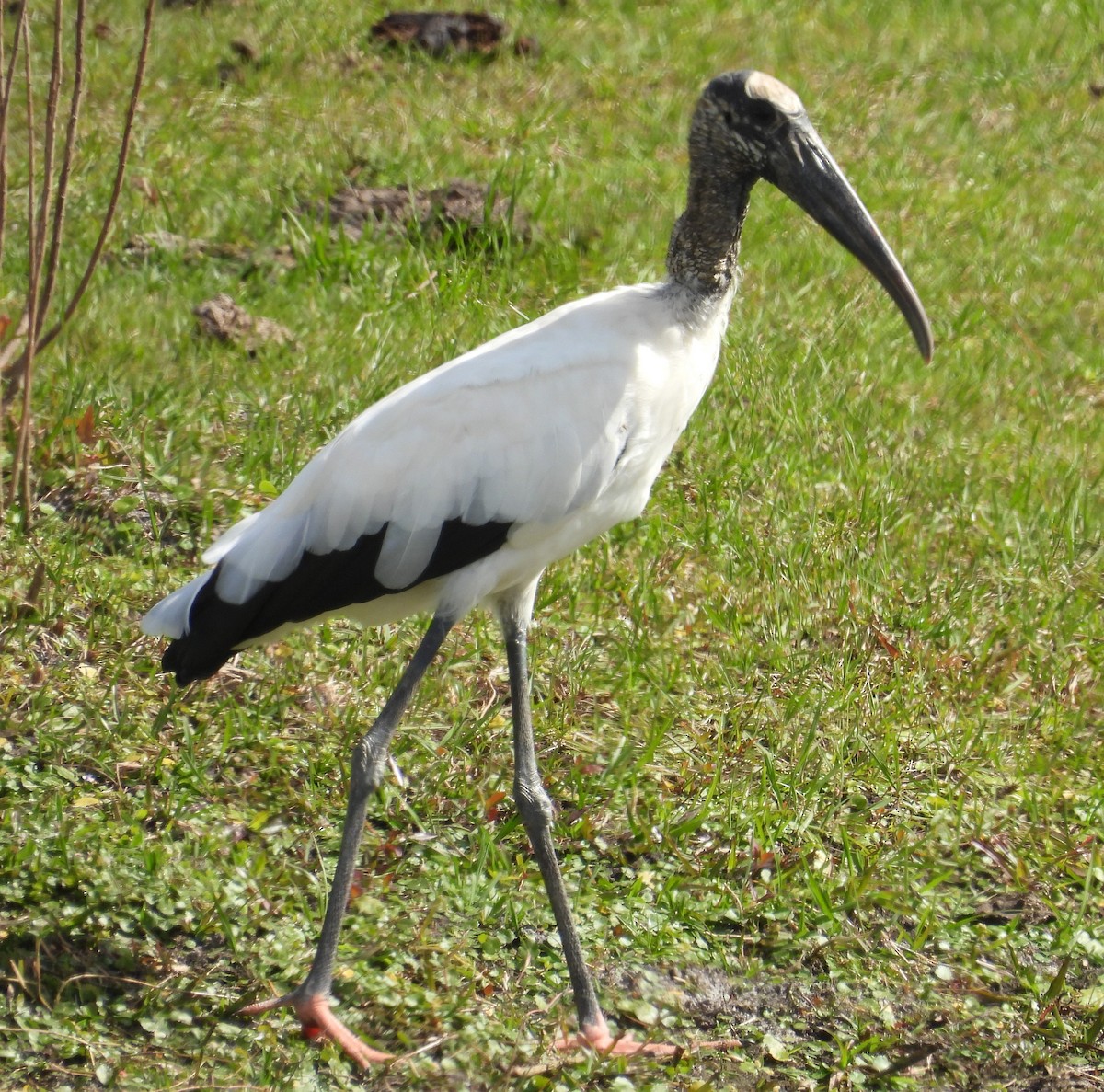 Wood Stork - ML530949291