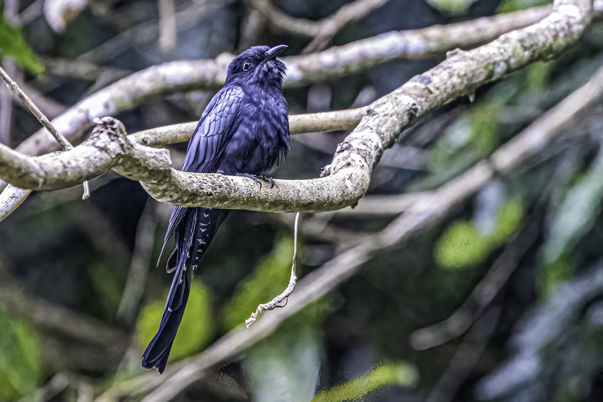 Square-tailed Drongo-Cuckoo - ML530949371