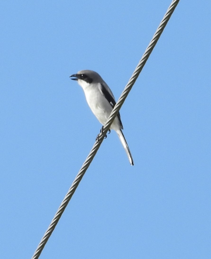 Loggerhead Shrike - ML530950321