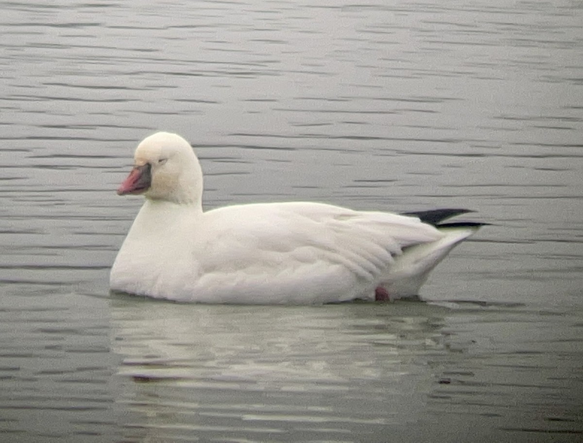 Ross's Goose - Paige O