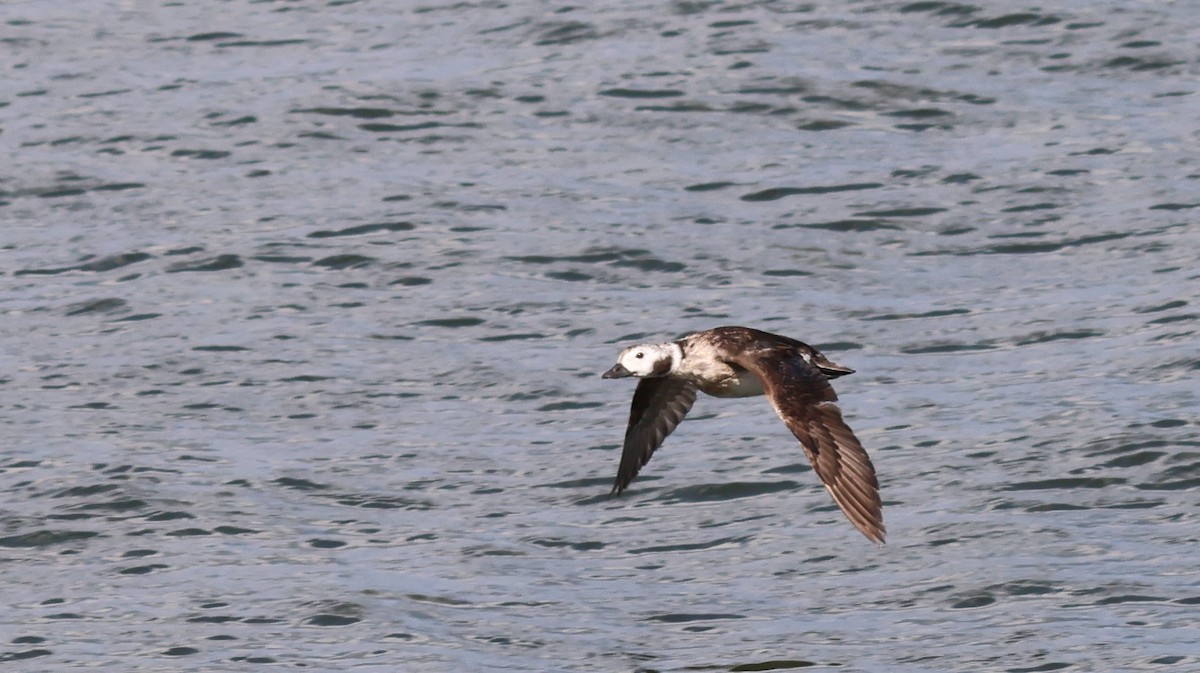 Long-tailed Duck - ML530951031