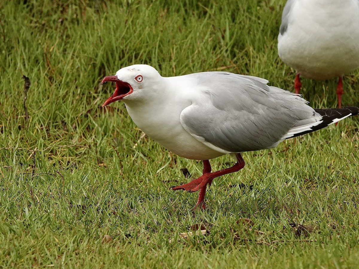 Silver Gull - ML530951111
