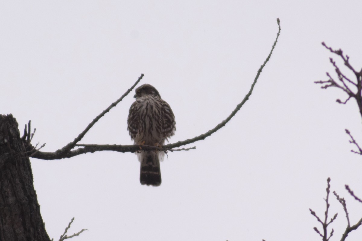 Merlin - ML530951211