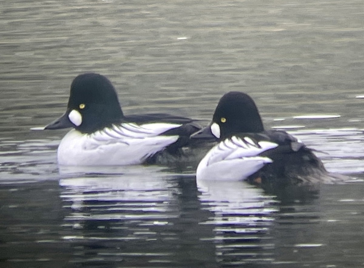 Common Goldeneye - Paige O