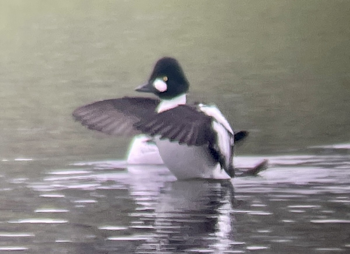 Common Goldeneye - ML530951941