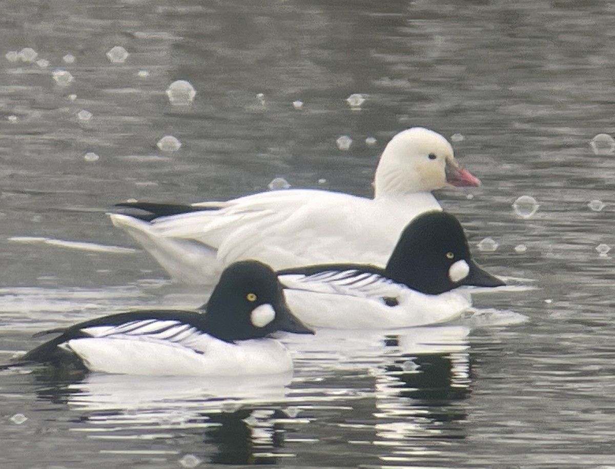 Common Goldeneye - Paige O