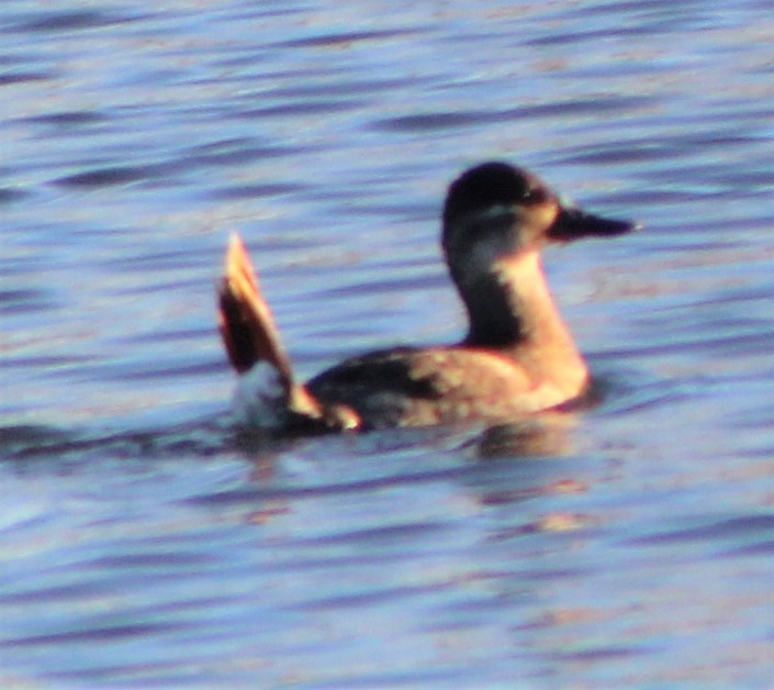 Ruddy Duck - ML530952501