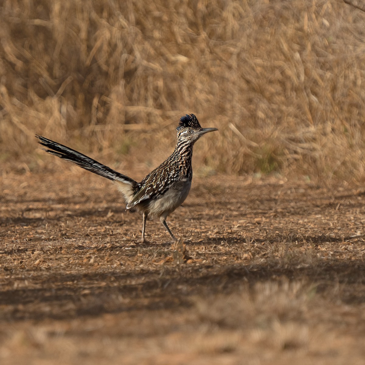 Greater Roadrunner - ML530953361