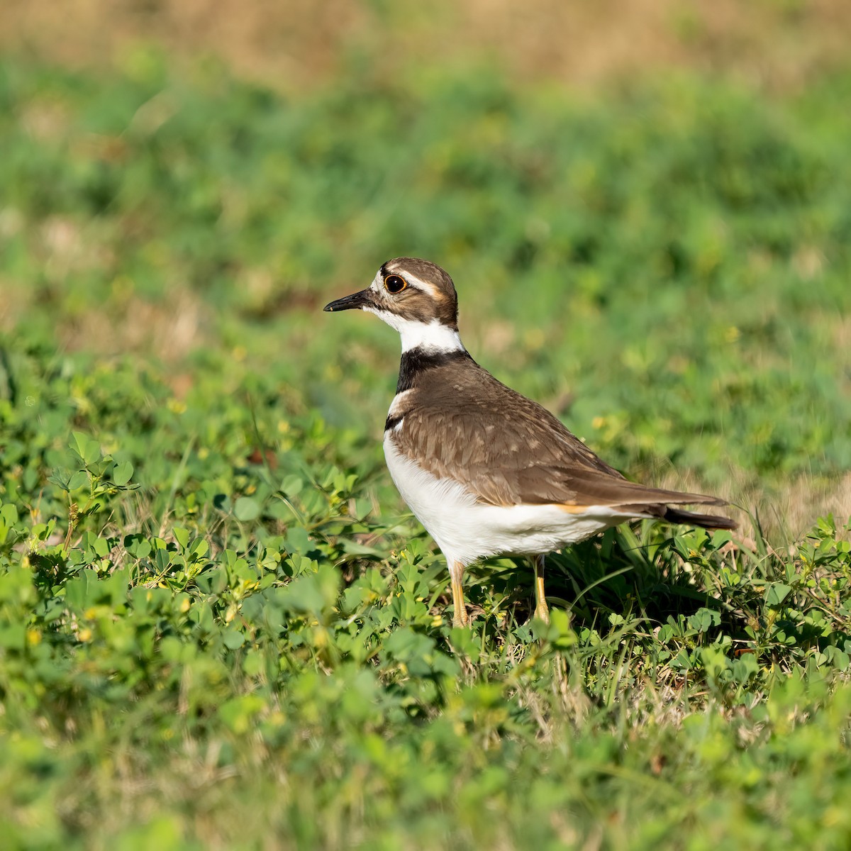 Killdeer - ML530954161