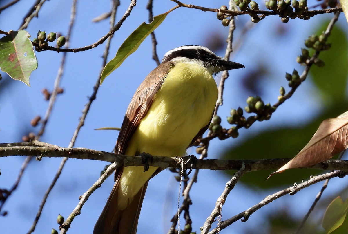 Great Kiskadee - ML530954181