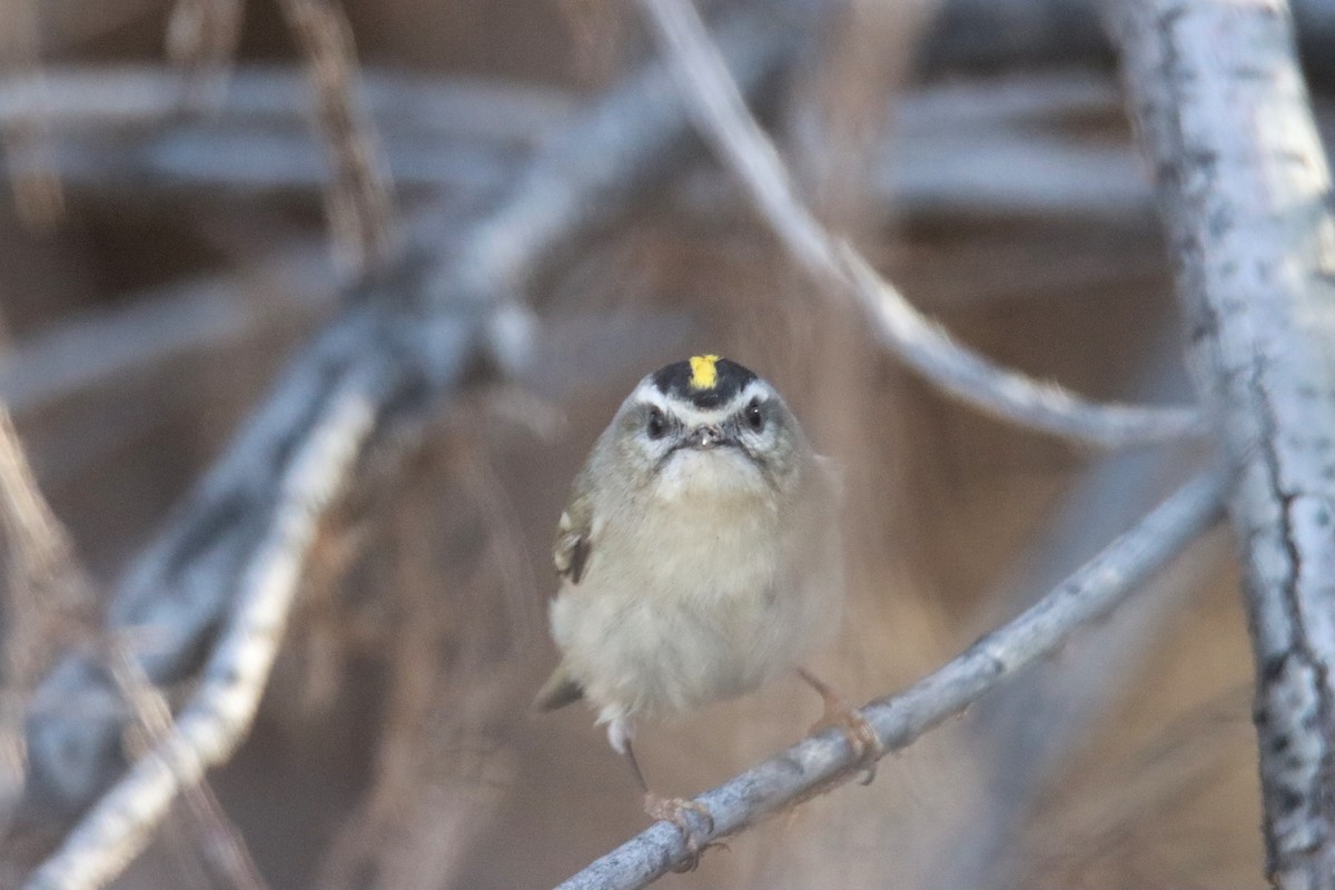 Golden-crowned Kinglet - Diana Spangler