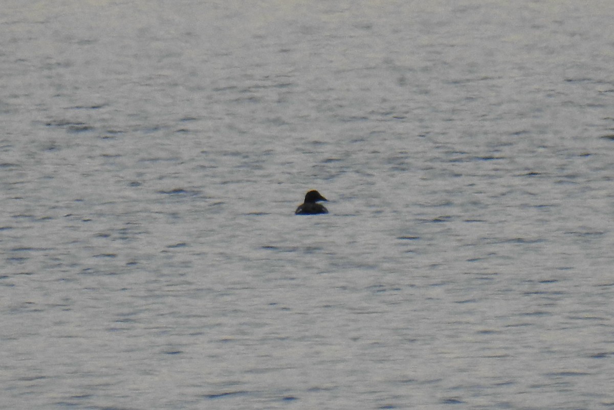 White-winged Scoter - ML530955231