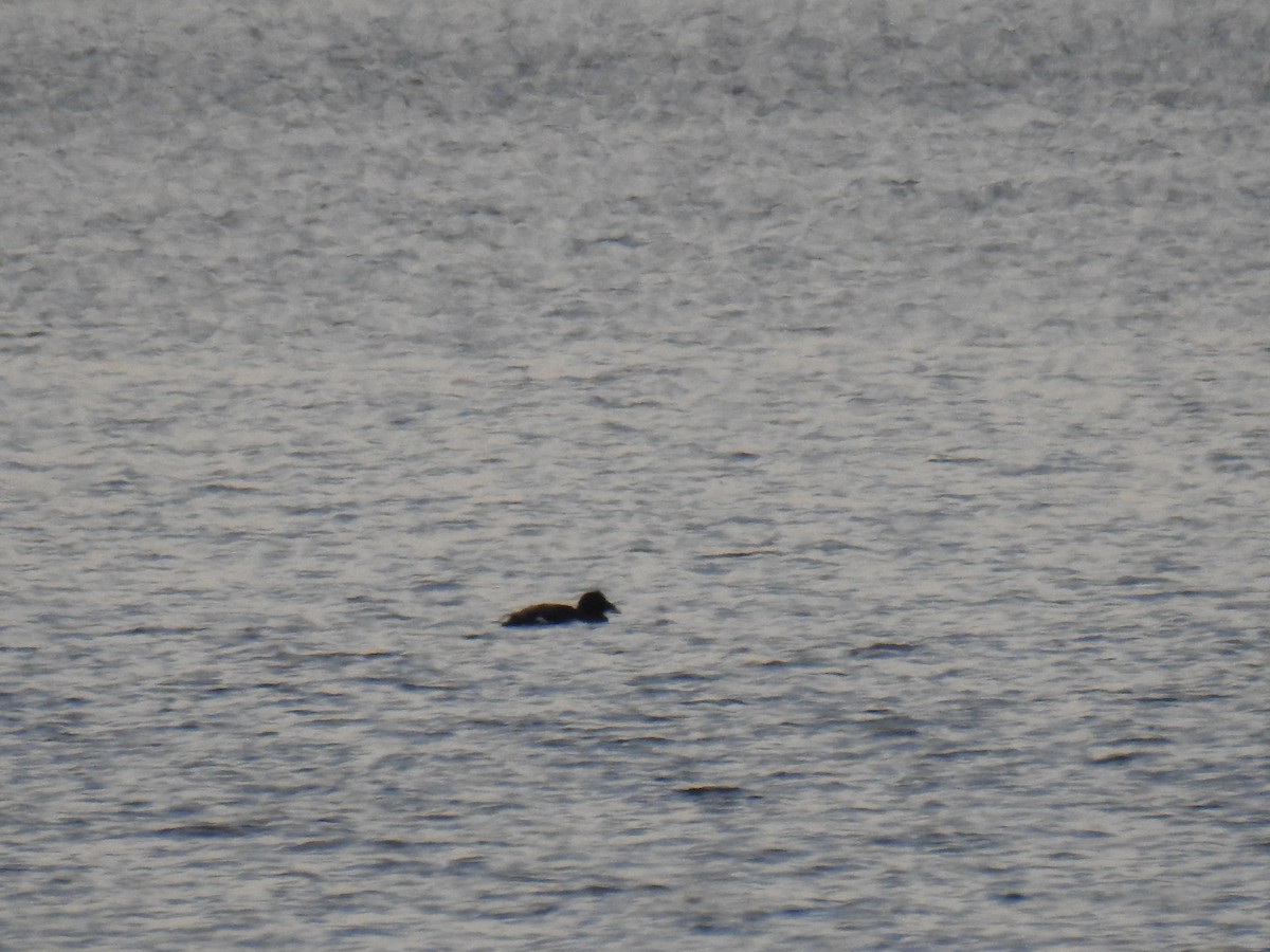 White-winged Scoter - ML530955241