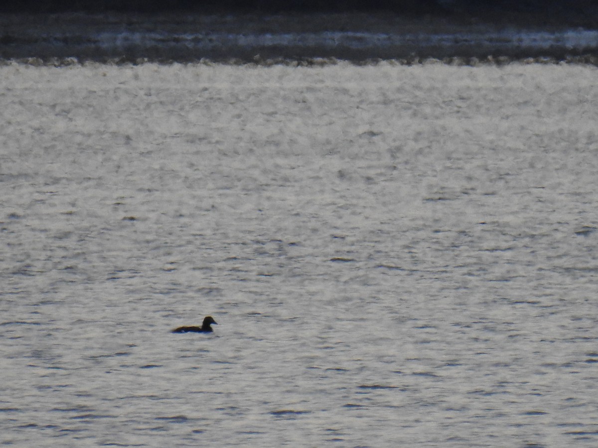 White-winged Scoter - ML530955251