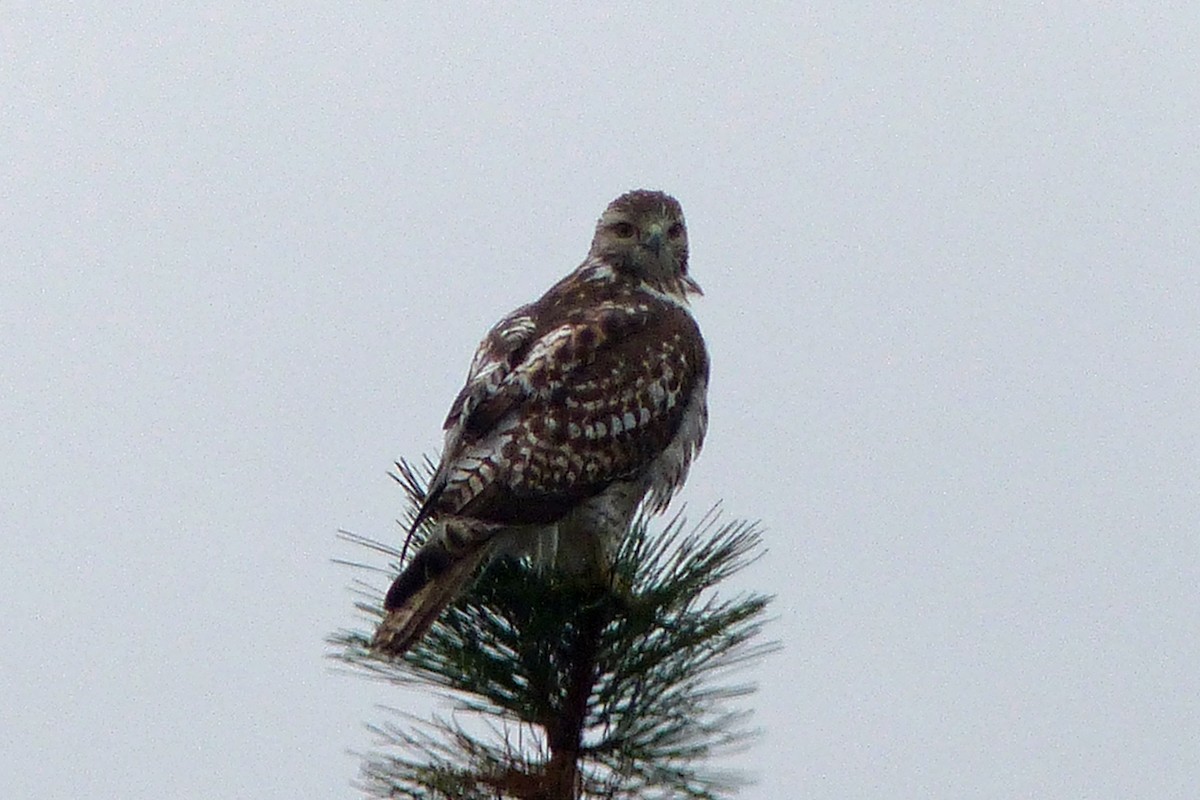 Red-tailed Hawk - ML53095581