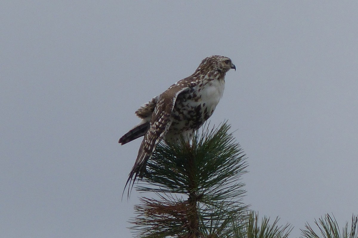 Red-tailed Hawk - ML53095591