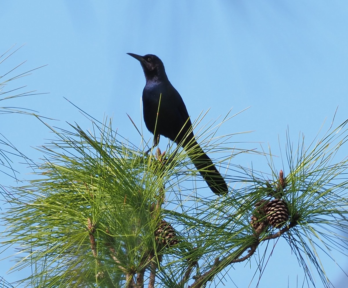 Boat-tailed Grackle - ML530956061