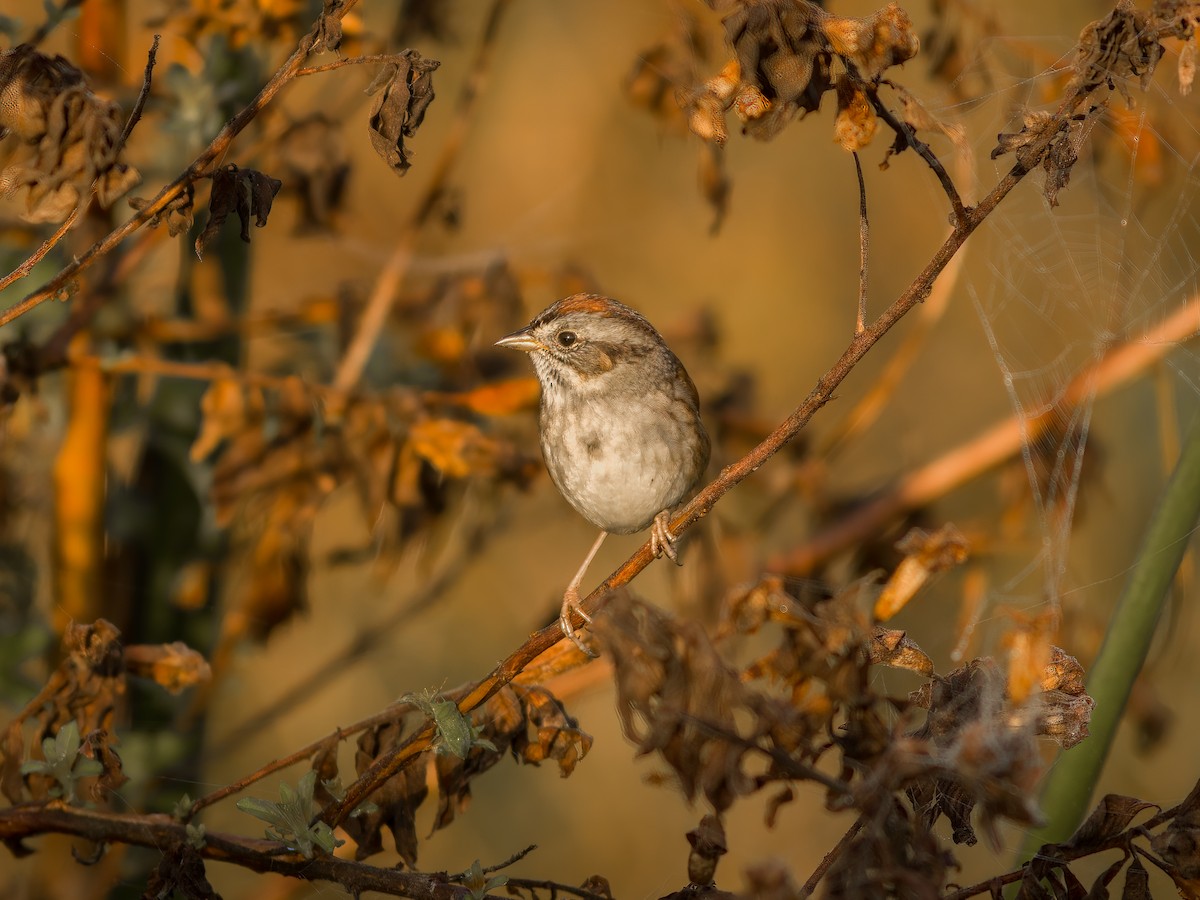 Swamp Sparrow - ML530956891