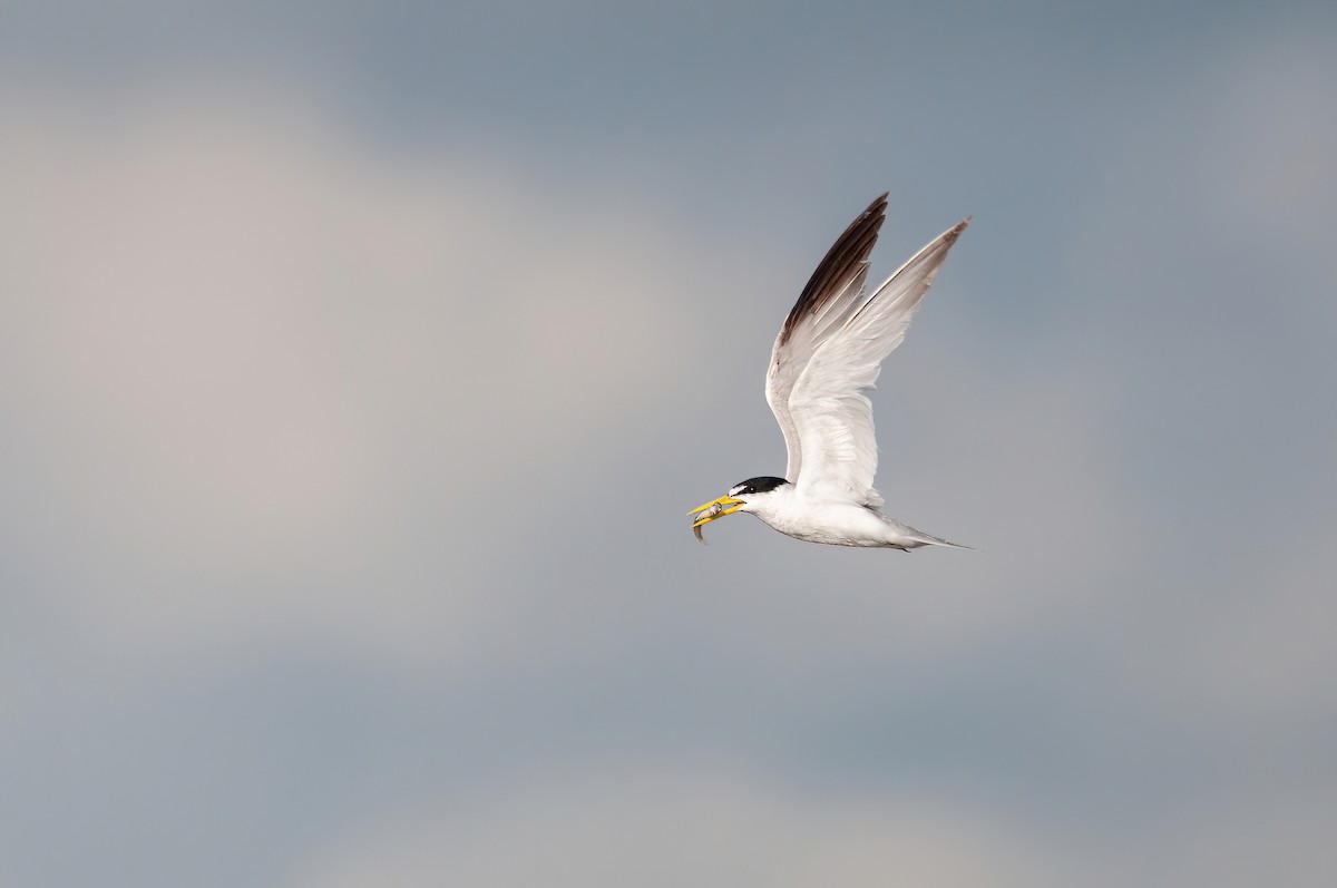 Yellow-billed Tern - ML530957291