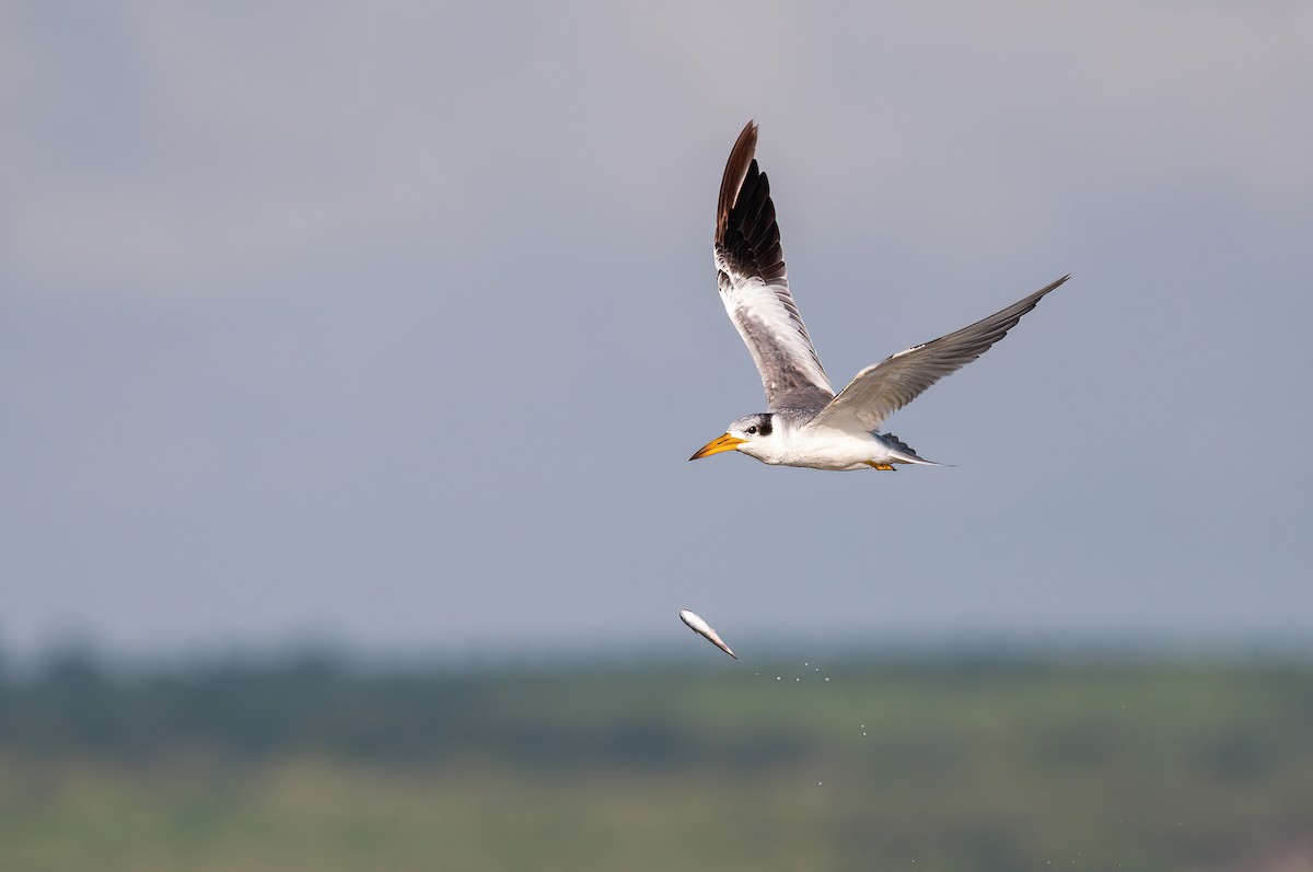 Large-billed Tern - Raphael Kurz -  Aves do Sul