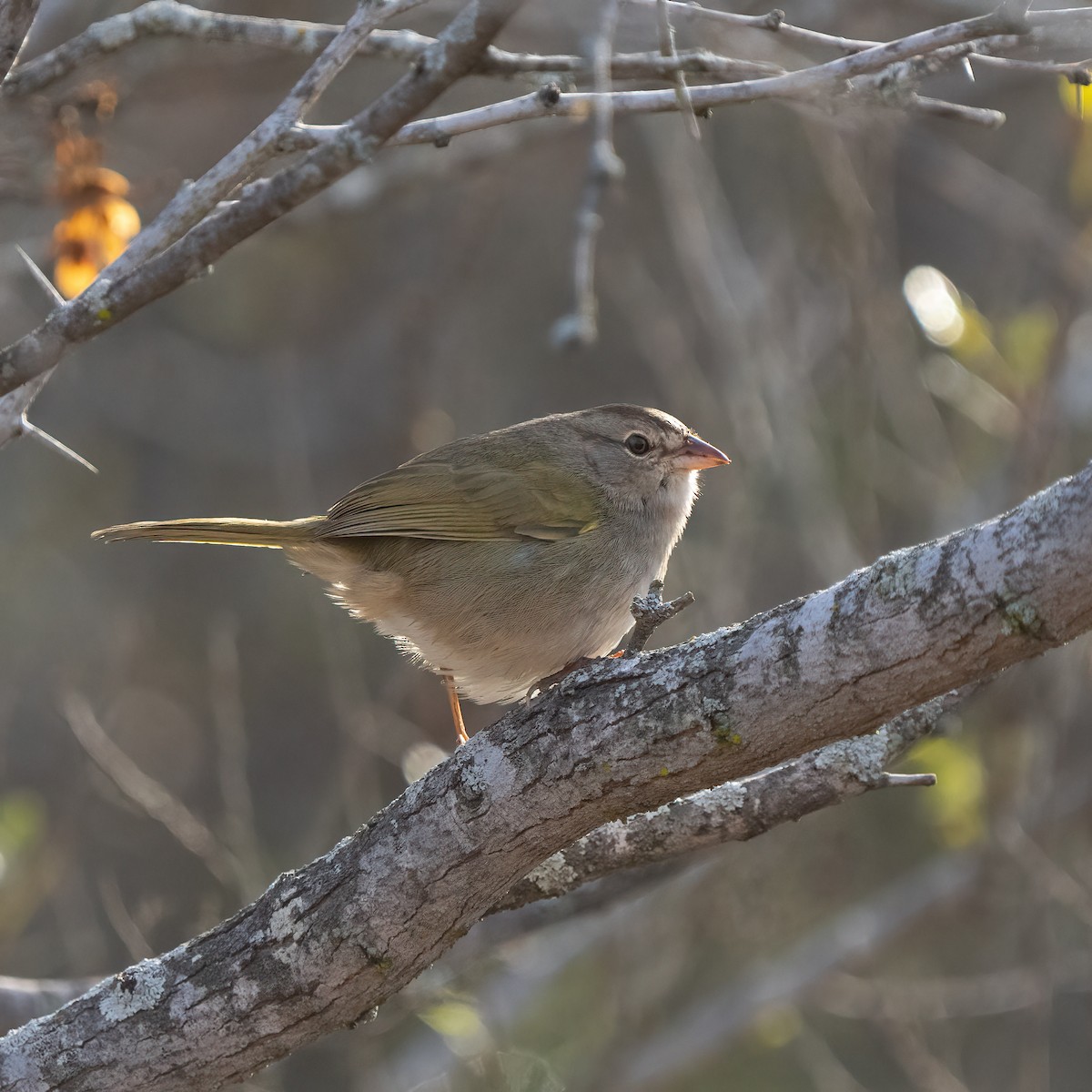 Olive Sparrow - ML530957811