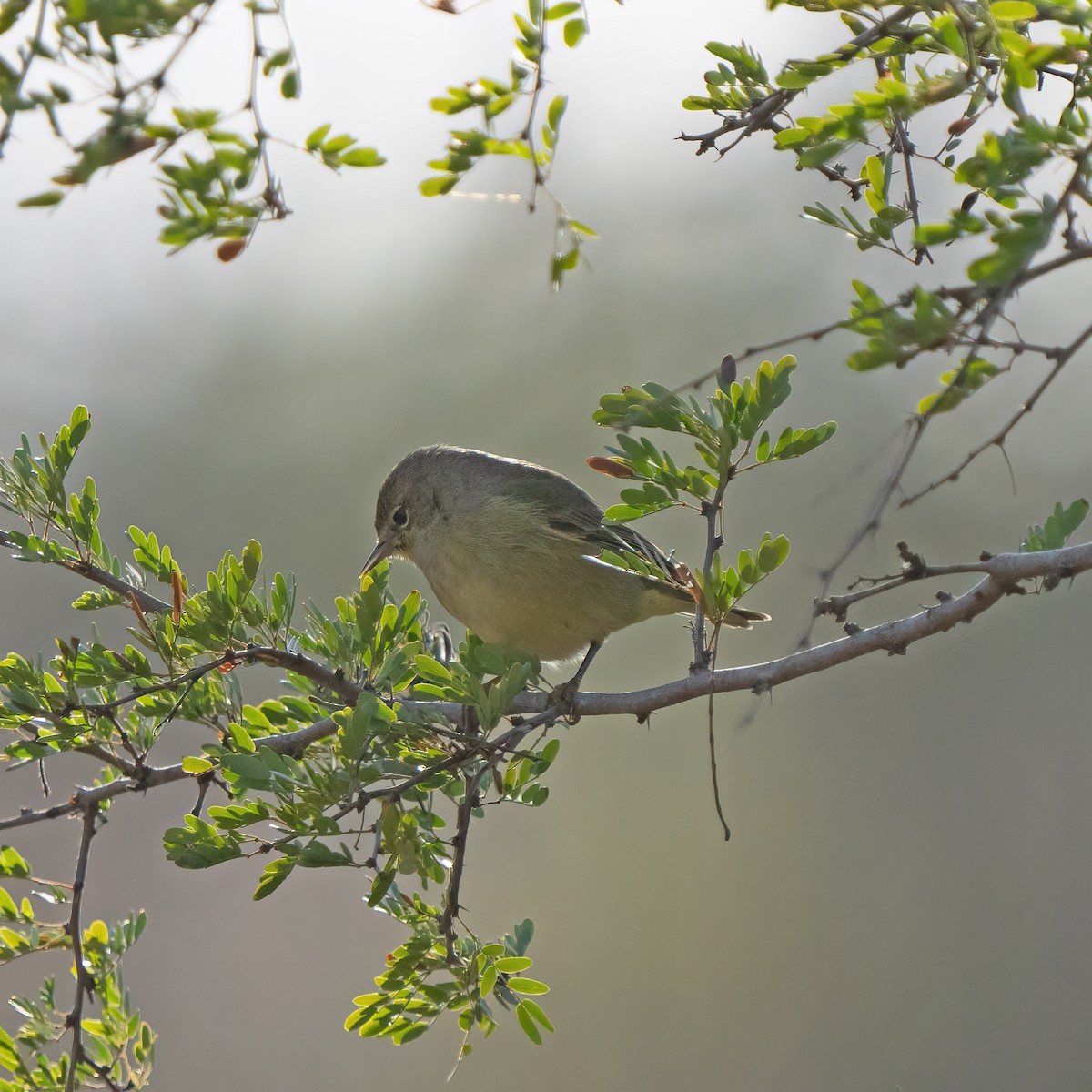 Orange-crowned Warbler - ML530958961