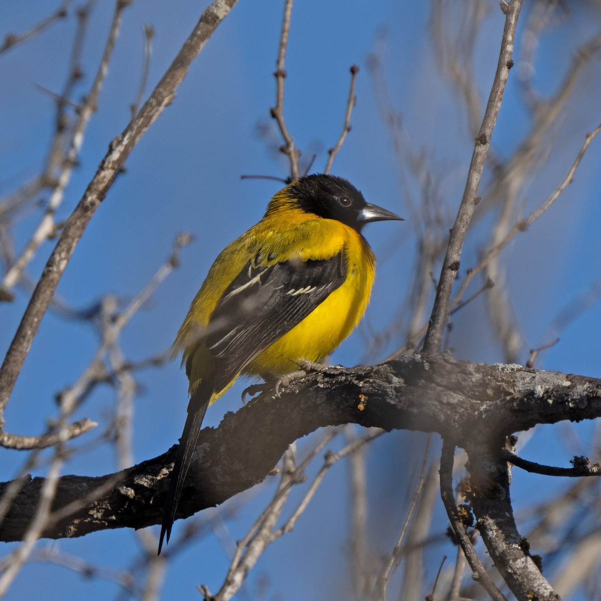 Audubon's Oriole - ML530959201
