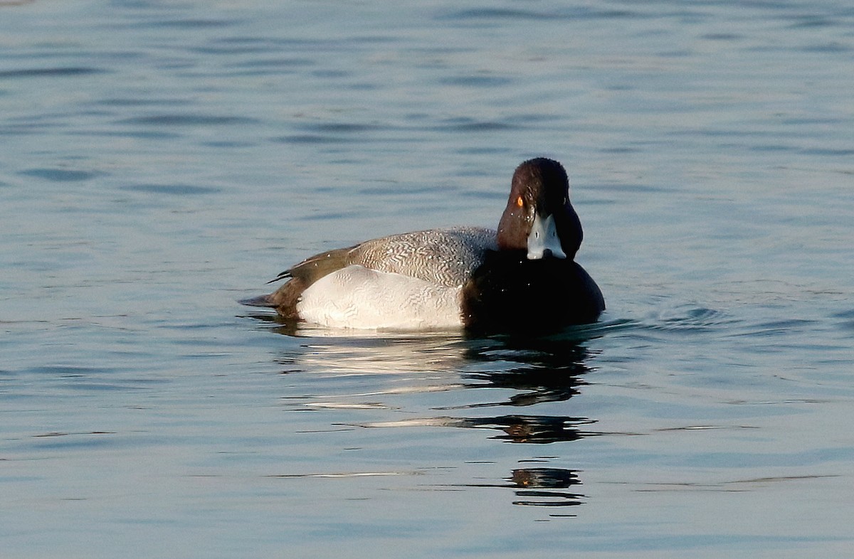 Lesser Scaup - ML530959701