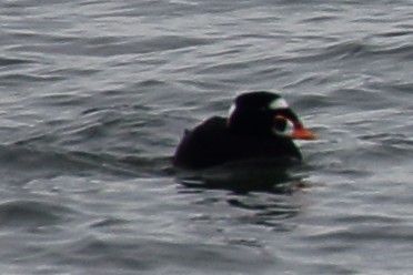 Surf Scoter - John Britt