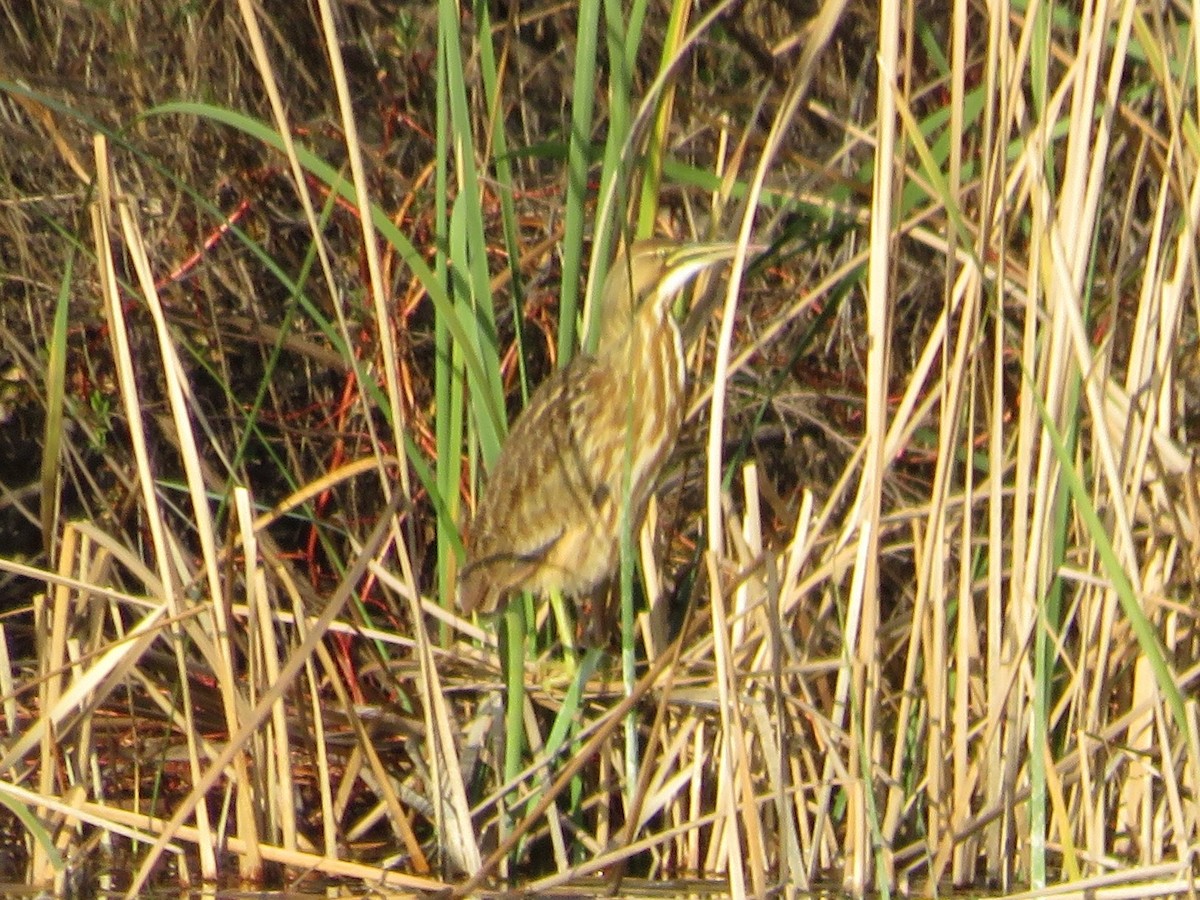 American Bittern - ML530963161