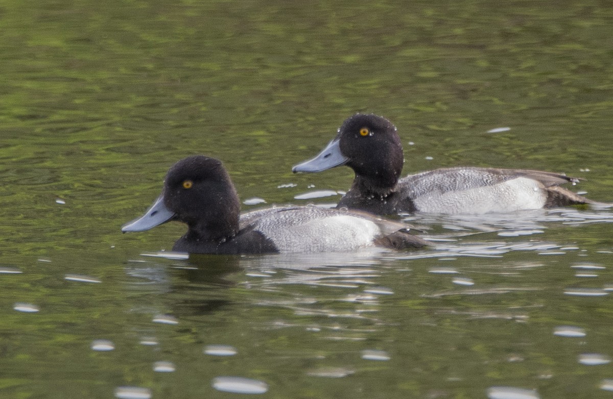 Greater Scaup - ML530963831