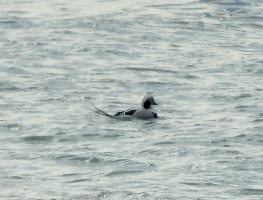 Long-tailed Duck - ML530965051