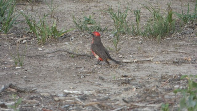 Vermilion Flycatcher - ML530965491