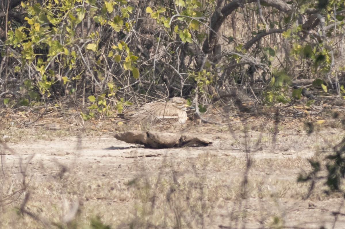 Indian Thick-knee - ML530966191