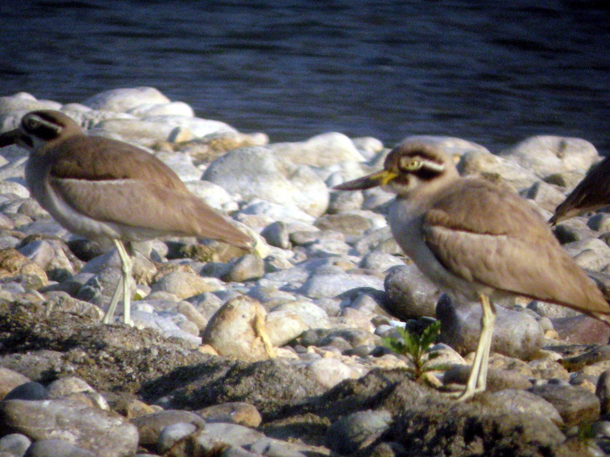 Great Thick-knee - Michael Bowen