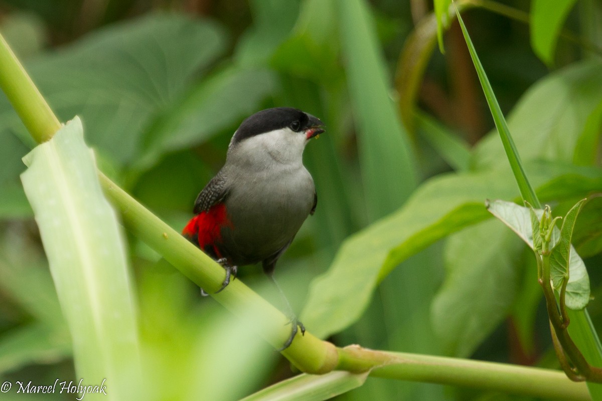 Black-headed Waxbill - ML530967001