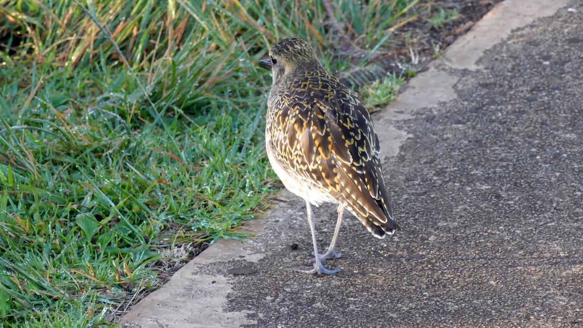 Pacific Golden-Plover - ML530967041